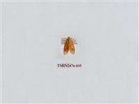 藏品(華麗美苔蛾)的圖片